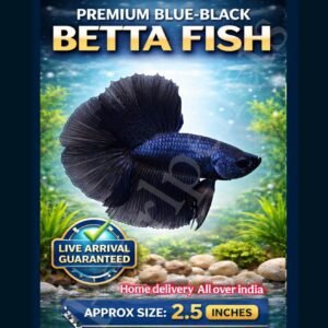 Blue Black Full Moon Betta Fish
