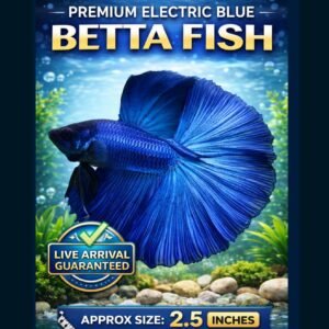 Full Moon Betta Fish Blue colour